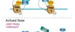 Cell Commun Signal | 复旦大学朱焕章团队发现新的促进HIV-1潜伏的表观遗传修饰基因