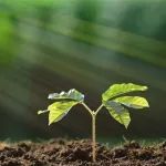Nature Plants | 为何报道基因无数，而实际生产中真正有效的基因数量并未同步增长，论文中是否需要田间实验数据
