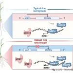 New Phytologist |华中农业大学水稻团队赵毓课题组揭示uORF-HsfA1a-WOX11模块调控水稻冠根发育新机制