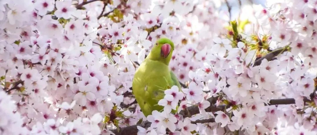 给水熊虫纹身、樱花与鹦鹉、巨物之婴、南极之眼 | 4月科技图片，春景与星辰
