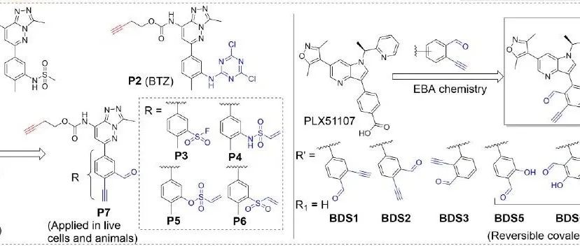 Angew. Chem. Int. Ed. | 活细胞和动物中BET蛋白溴结构域BD1的赖氨酸靶向共价抑制剂