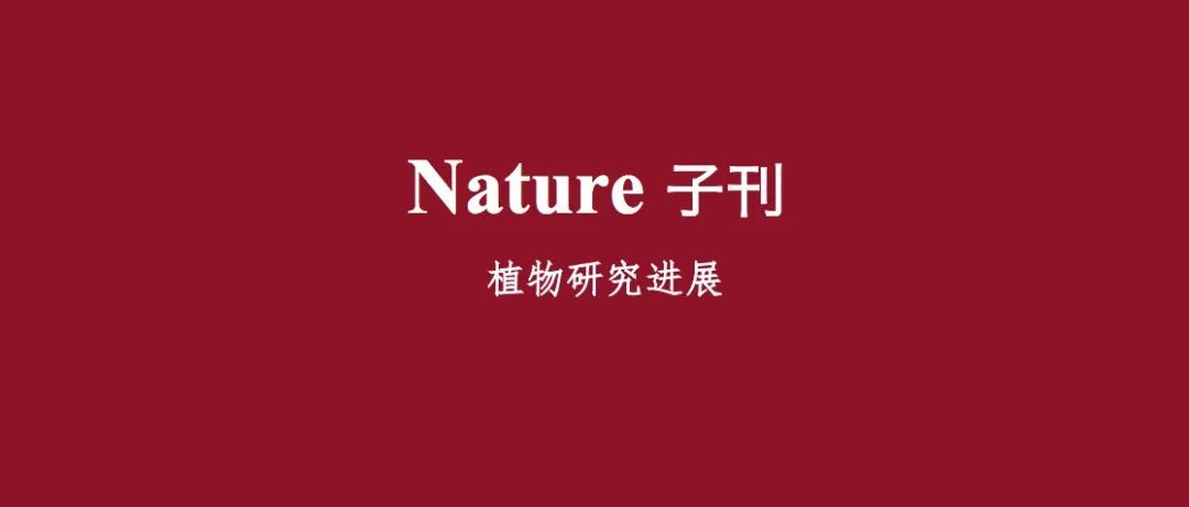 沈阳农业大学在Nature子刊（IF5y=21.2）发表突破性研究成果