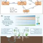 Ecology| 植物所刘玲莉研究组揭示冬季积雪稳定半干旱草地生产力的水分利用机制