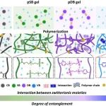 浙工大杨晋涛/郑司雨、宁大林骥/简玮 Macromolecules：两性离子结构对水凝胶力学性能的影响