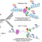Sci Adv丨北京大学孔道春等团队研究发现核小体是响应复制应激的S期内检查点的关键靶点