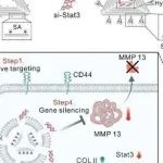Adv Sci丨复旦大学马春辉等研究发现基于DNA折纸的CD44靶向疗法可沉默Stat3，增强软骨再生并缓解骨关节炎进展