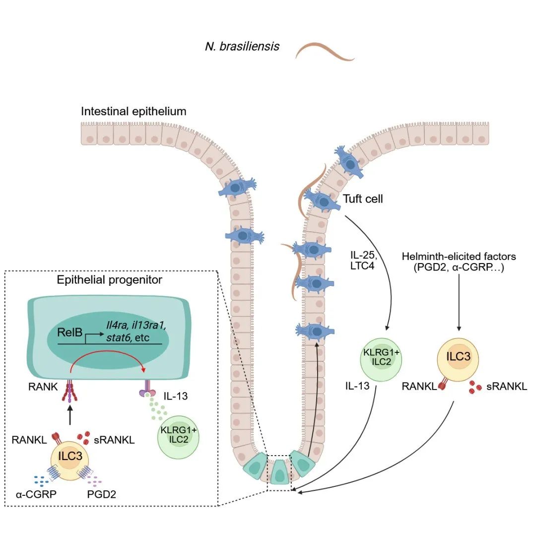 Sci Immunol | 清华大学基础医学院郭晓欢课题组发现3型天然淋巴样细胞增强2型免疫应答的新作用