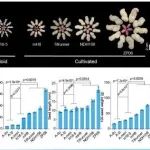 河南农业大学青年教师发Nature Genetics