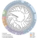 浙江省农业科学院徐红星/吕仲贤/浙江大学李飞合作最新PNAS