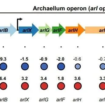 南方科技大学曾芝瑞等团队合作最新PNAS