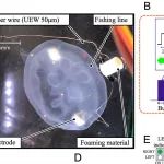 研究进展：软体机器人-水母的“具身智能” | Nature Communications