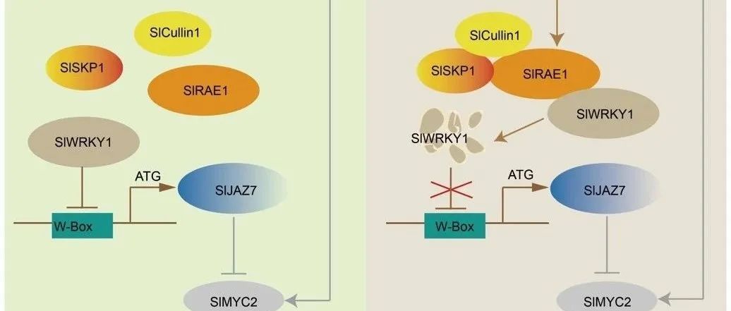 JIPB | 中国农业大学郭仰东实验室揭示SlRAE1调控番茄灰霉病抗性的分子机制