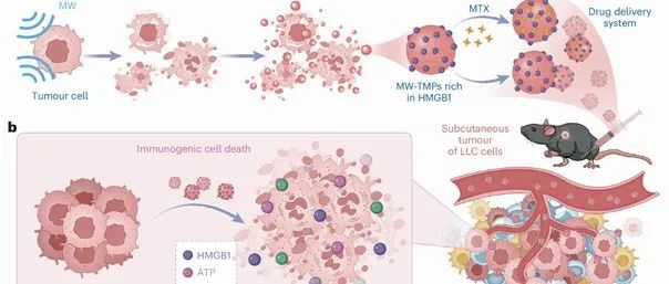 【Nature Nanotechnology】微波诱导–自源肿瘤源性微粒–免疫死亡三位一体的肿瘤免疫治疗新策略