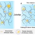 浙江大学曲绍兴教授团队 Macromolecules：盐析与力学训练下水凝胶的增强/自增强行为与机理研究