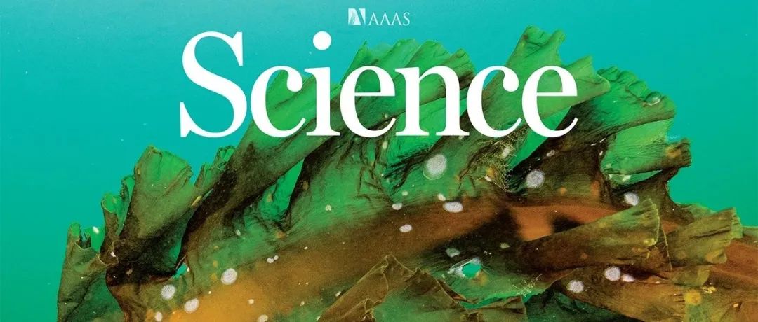 【Science封面故事】草皮藻通过化学方式在变暖的沿海水域中抑制海藻森林的恢复