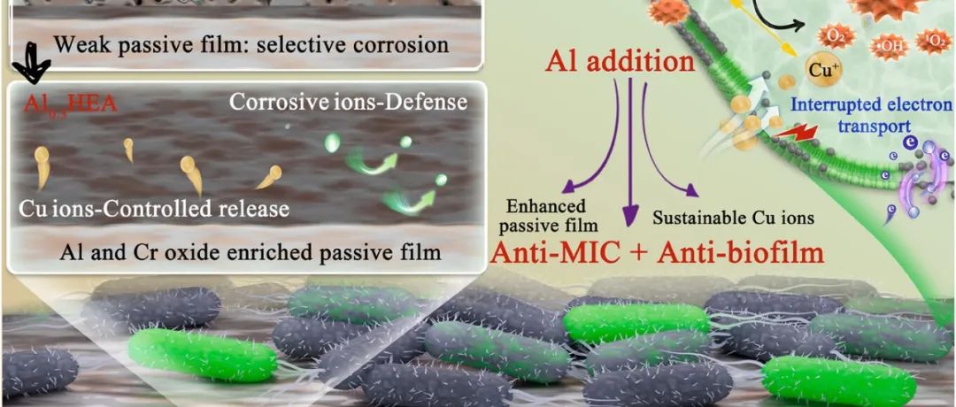 文献分享 | Adv. Funct. Mater. | Al/Cu可增强高熵合金的海洋抗生物污垢和抗生物腐蚀性能