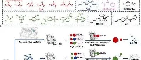 J. Am. Chem. Soc. | 使用共价DNA编码的化学文库发现残基选择性抑制剂