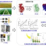 南京土壤所在土壤颗粒有机质定量表征及其与孔隙结构互馈作用研究中取得进展