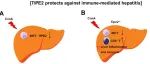 Hepatology丨新乡医学院娄运伟/王辉研究发现TIPE2蛋白抑制恒定自然杀伤T细胞活化并预防小鼠免疫介导性肝炎