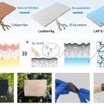 中国科大龚兴龙教授团队 AFM：天然皮肤启发的多功能柔韧皮革基电子皮肤