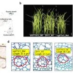 New Phytol | 川农大黄琳凯牧草基因资源挖掘及分子育种团队揭示狼尾草叶片响应热胁迫的单细胞转录组图谱和关键细胞类群