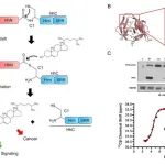 PNAS | Hedgehog-C143在激活过程中参与形成支链中间体并可作为药物靶标