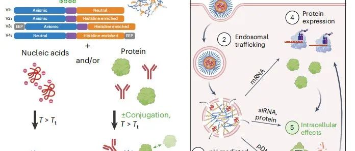 nature biotechnology | 自组装蛋白纳米粒子用于核酸和蛋白质的细胞质传递
