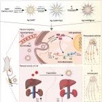 Journal of Nanobiotechnology | 载雷公藤红素纳米酶改善类风湿性关节炎微环境增强治疗效果