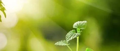 Nature重大突破！农大知名团队在植物科学领域再取重要进展，打破传统认知！