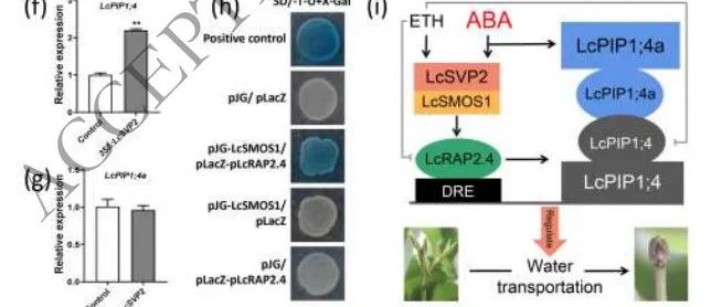 【文献解读】华南农业大学团队揭示水孔通道蛋白LcPIP1;4和LcPIP1;4a调控荔枝休眠的机制