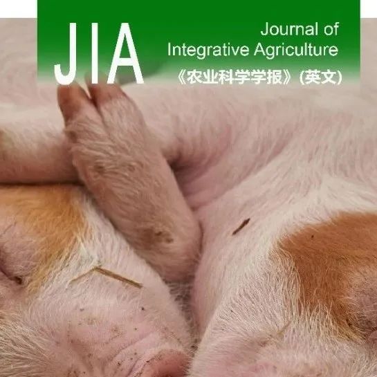 JIA | 中国农业大学丁向东研究团队开发了首款猪50K液相芯片