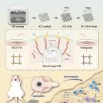 ACS Applied Materials  Interfaces | 西安交通大学王伟教授医工交叉团队在骨修复研究中取得新突破