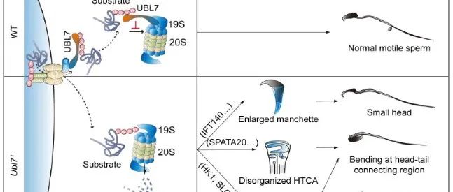 Nat commun | 北京生命科学研究所/清华大学王凤超实验室揭示UBL7参与精子发生过程的机制