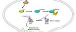 Nat Struct Mol Biol | 中国科学技术大学梅一德团队揭示犹素化修饰促进肿瘤转移的分子机制