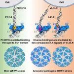 Cell Rep | 中国科学院生物物理研究所章新政研究组与合作者共同揭示西方马脑炎病毒识别宿主分子机制