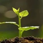 大型吃瓜现场！植物光合仪器突然上演了......