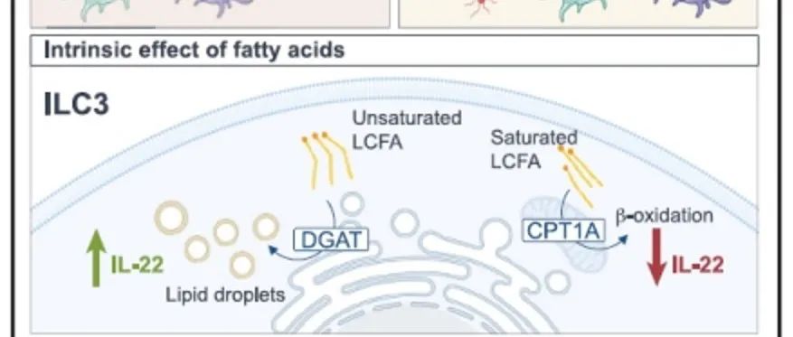Immunity | 高脂饮食急性暴露对ILC3功能和肠道稳态的损害