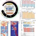 中国科学院植物研究所优青团队揭示玉米花药发育全过程编码和非编码RNA转录本复杂性及调控机制