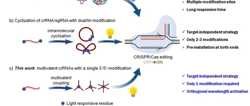 Angew &#166;星形多价crRNA用于光控Crispr/Cas基因编辑