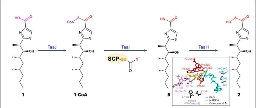 阅读 Nat Chem丨天然产物sulfenicin的发现及其生物合成表征