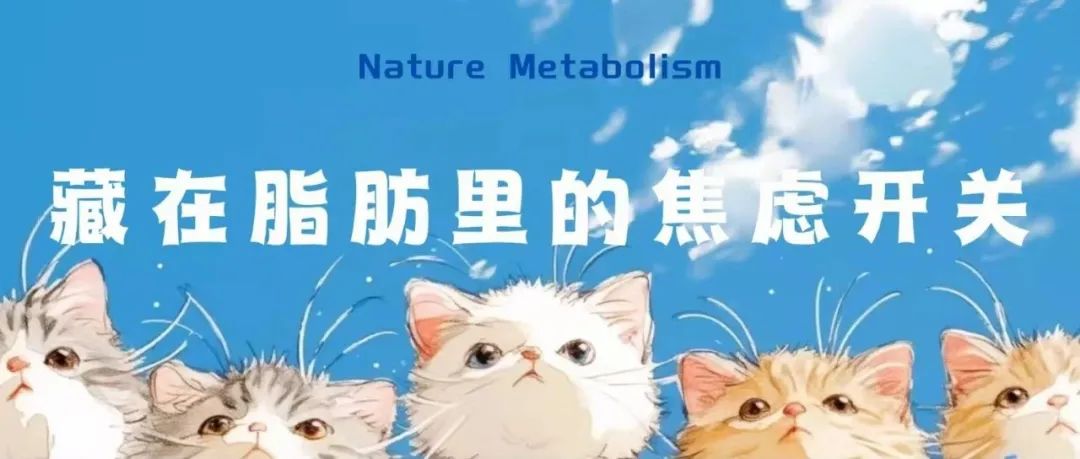 Nature Metabolism：藏在脂肪里的焦虑开关