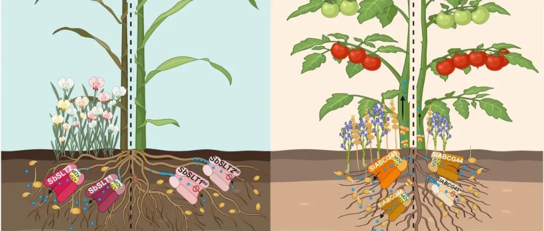 JIPB丨热点评论：控制独脚金内酯分泌以抑制寄生植物种子萌发