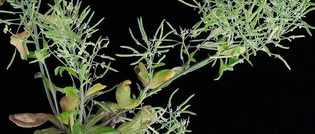 震惊！一个月连发Nature、Science和Cell，这一领域到底有多“疯狂”？
