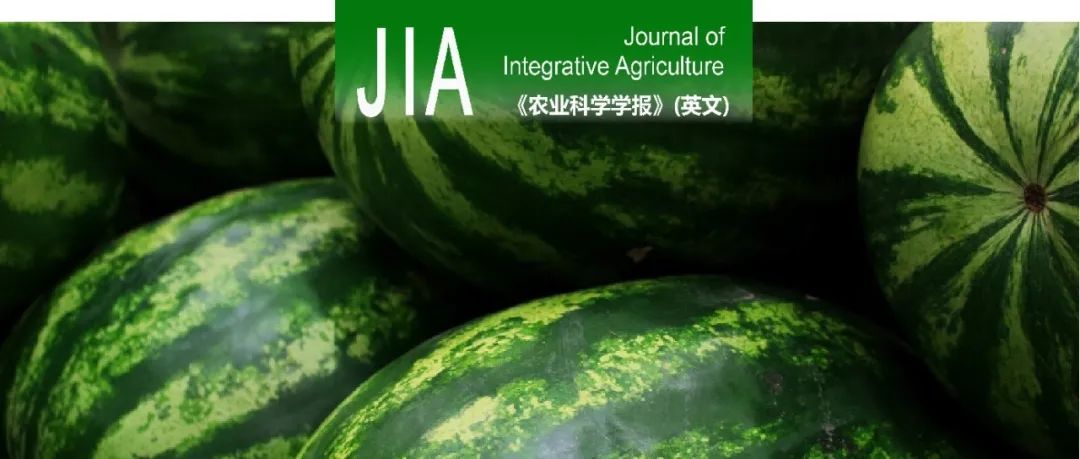 JIA｜华中农业大学孔秋生教授课题组在西瓜对低温胁迫响应的研究