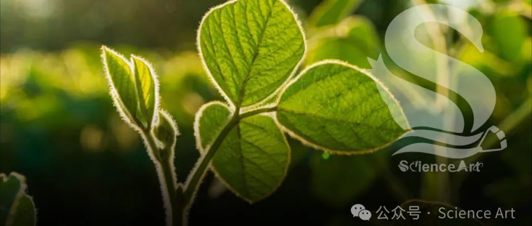 Science | 中国科学家李承叡团队发现赤豆为什么是红色的以及赤豆是如何进化的？