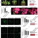 山东农业大学再发顶刊！揭示番茄褐色皱果病毒胞内移动新机制为抗病毒育种提供新策略
