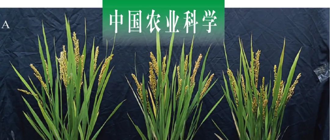 中国农业科学｜ 海南大学联合江苏省农科院利用基因编辑产生长片段缺失创制低谷蛋白水稻种质
