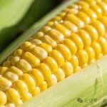 《食品科学》：中北大学高莉副教授等：植物蛋白基玉米黄色素微胶囊的制备及性能评价