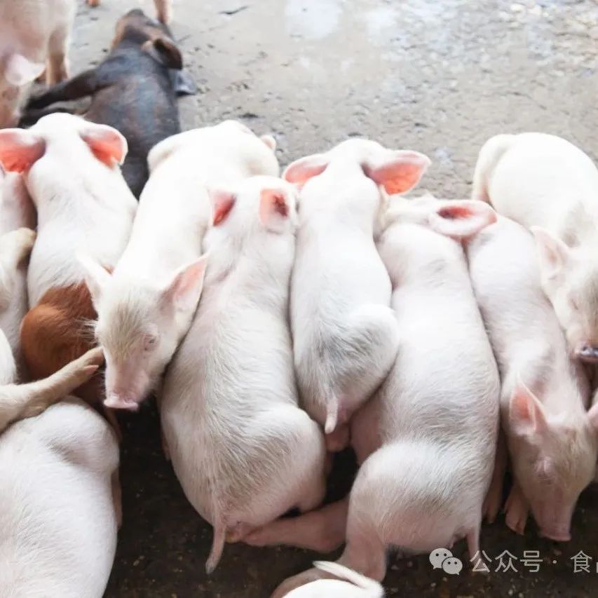 《食品科学》：郑州轻工业大学赵电波教授等：基于PCN-225荧光分析法快速检测猪肉和牛奶中盐酸多西环素、甲硝唑和磺胺二甲嘧啶含量