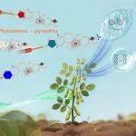 Nature子刊 | 南科大黄安诚团队创制高产异黄酮植物底盘实现大豆素等异黄酮植保素的绿色生物全合成